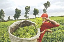 সাবধান! দার্জিলিং চা ভেবে 'নকল চা' খাচ্ছেন না তো? দেদার বিক্রি হচ্ছে বাজারে, কীভাবে চিনবেন