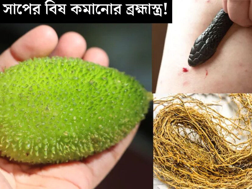 গরম পড়লেই বাড়ে সাপের উপদ্রব। সেইসঙ্গে বর্ষা হলেও জলাজমির আশপাশ ছেড়েও উঠে আসে সাপ। ফলে বাড়ে সাপ কামড়ানোর আশঙ্কা। আমাদের রাজ&#x200d;্যেও প্রতি বছর অসংখ&#x200d;্য মানুষের মৃত&#x200d;্যু হয় সর্পদংশনে।