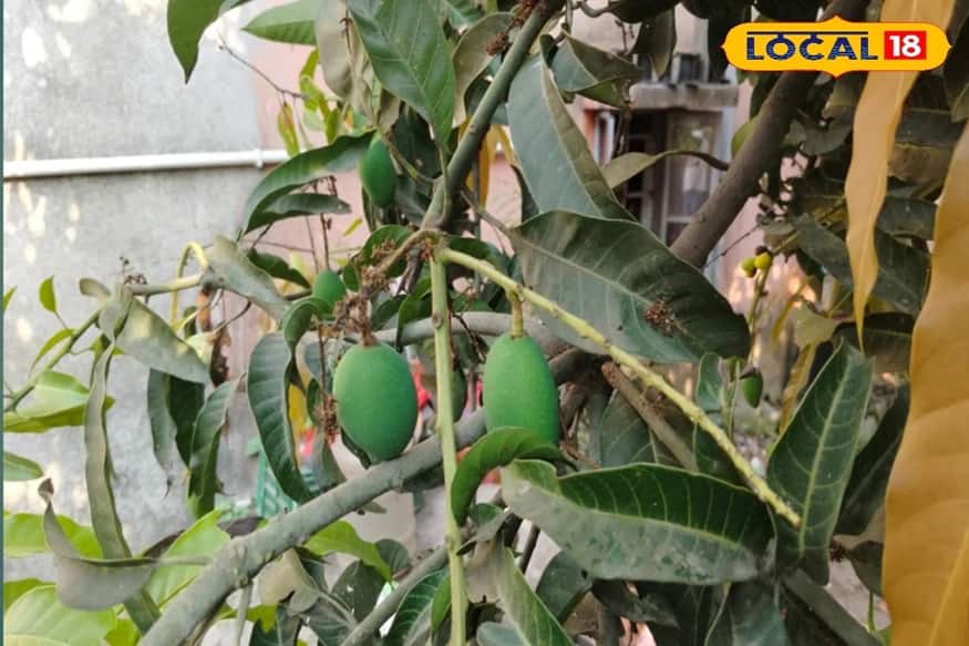 আমের ব্যাপক ফলনের আশা