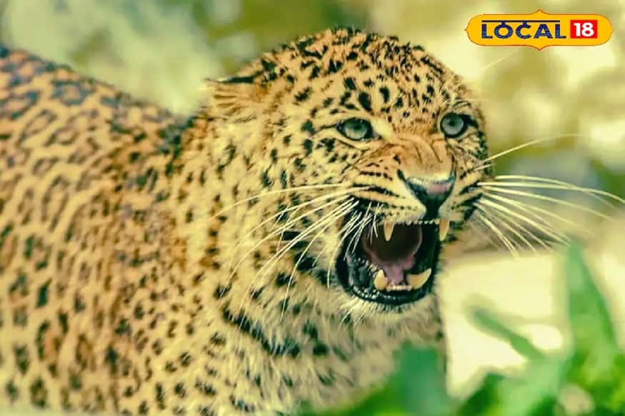 চিতাবাঘের হানায় অস্থির - Photo- Representative 