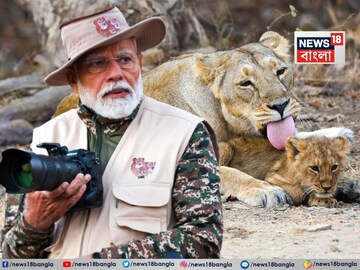গিরে প্রধানমন্ত্রী, হাতে ডিএসএলআর, দেখলেন পশুরাজ, দেখুন সাফারির জমজমাট ফটো