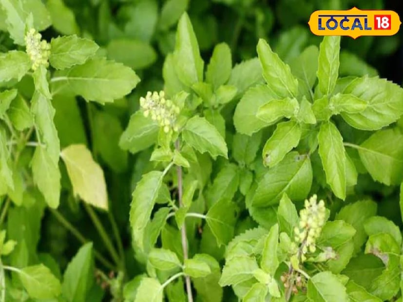 তুলসী গাছ, প্রায় সব ঘরেই পবিত্রতার চিহ্ন হিসাবে তুলসী গাছ দেখতে পাওয়া যায়। এই গাছে মশাদের লার্ভা টিকতে পারে না এবং এই গাছের কড়া গন্ধ মশার সঙ্গে অন্যান্য পোকামাকড়দেরও ঘর থেকে দূরে রাখে।