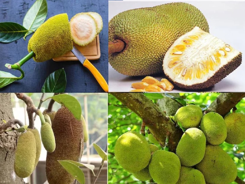 এঁচোড়ের সোডিয়াম এবং পটাশিয়াম শরীরের ইলেক্ট্রোলাইটসের ভারসাম্যকে বজায় রাখে৷ মসৃণ রাখে হজম প্রক্রিয়া৷ দূর করে কোষ্ঠকাঠিন্যের সমস্যা৷ পাইলস বা অর্শের সমস্যা থেকে বাঁচতে এঁচোড় খান৷