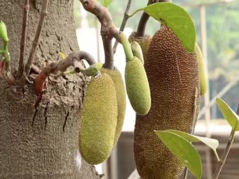 রোগ প্রতিরোধ শক্তি বাড়ায় এঁচোড়৷ তৈরি করে অ্যান্টিবডি৷ এঁচোড়ের ভিটামিন সি সাহায্য করে শরীরের সংক্রমণের আশঙ্কা কমাতে৷ ভাল রাখে দাঁত, ত্বক ও চোখ৷