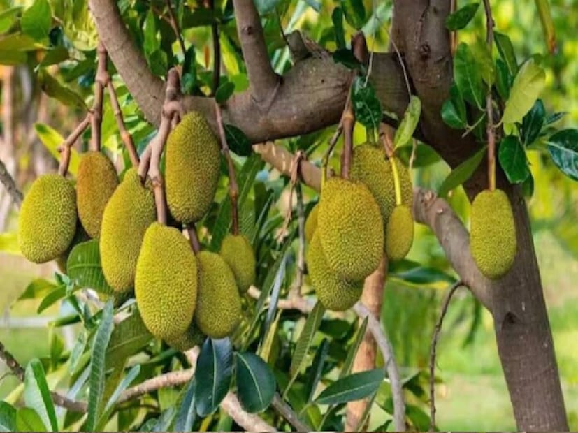 আমিষ এবং নিরামিষ দু’ভাবেই নানা ভাবে খাওয়া যায় কাঁচা কাঁঠাল বা এঁচোড়৷ রান্নার গুণে চরম সুস্বাদু হয়ে ওঠে এই ফল৷ ভাতের পাতে এঁচোড়ের তরকারি বা ডালনা থাকলে চিন্তা থাকে না৷ আঙুল চেটেপুটে হয়ে যায় খাওয়া৷