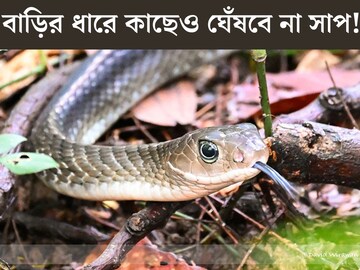বাড়ির ধারে কাছে কোনওদিন ঘেঁষবে না সাপ! কার্বলিক অ‍্যাসিড নয়, সাপ তাড়ানোর ‘আসল উপায়’ জে