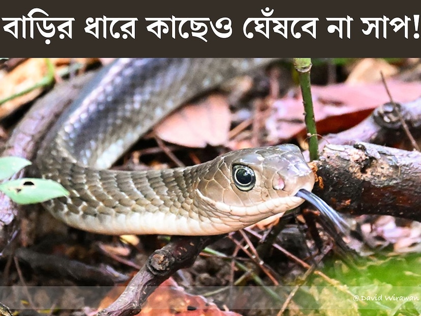 গরম পড়লেই বাড়ে সাপের উপদ্রব। সেইসঙ্গে বর্ষা হলেও জলাজমির আশপাশ ছেড়েও উঠে আসে সাপ। ফলে বাড়ে সাপ কামড়ানোর আশঙ্কা। আমাদের রাজ‍্যেও প্রতি বছর অসংখ‍্য মানুষের মৃত‍্যু হয় সর্পদংশনে। 