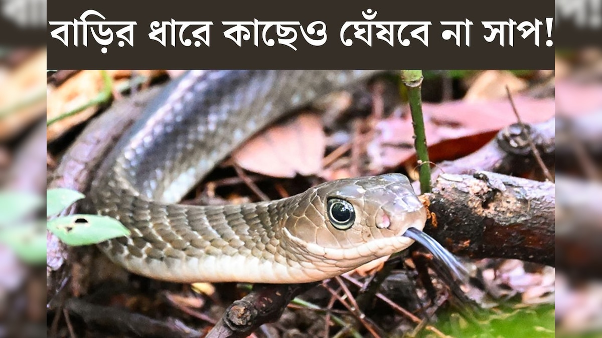 বাড়ির ধারে কাছে কোনওদিন ঘেঁষবে না সাপ! কার্বলিক অ‍্যাসিড নয়, সাপ তাড়ানোর ‘আসল উপায়’ জে