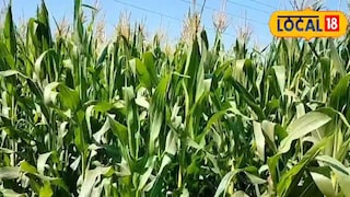 গম কাটার পর নিজেদের ক্ষেতে এই দুই শস্য রোপণ করতে পারেন কৃষকরা