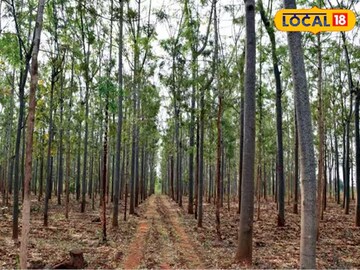 চাষের জমির চারধারে বসান এই গাছের চারা, ৫ বছরেই তৈরি হবে বৃক্ষ, মাত্র ১০টি গাছ থেকেই আয়