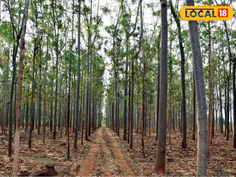 ঐতিহ্যবাহী কৃষিকাজের পাশাপাশি কৃষকরা নিজেদের আয় বাড়ানোর জন্য নতুন নতুন বিকল্প গ্রহণ করছেন। সেই কারণে ইতিমধ্যেই তাঁরা এক অভিনব পন্থা বেছে নিয়েছেন। আর তাই কৃষি জমির ধার বরাবর কিছু গাছ রোপণ করছেন। যদিও সঠিক ধরনের গাছ বাছাই না করার দরুন তাঁরা সেরকম সুবিধা লাভ করতে পারছেন না। 