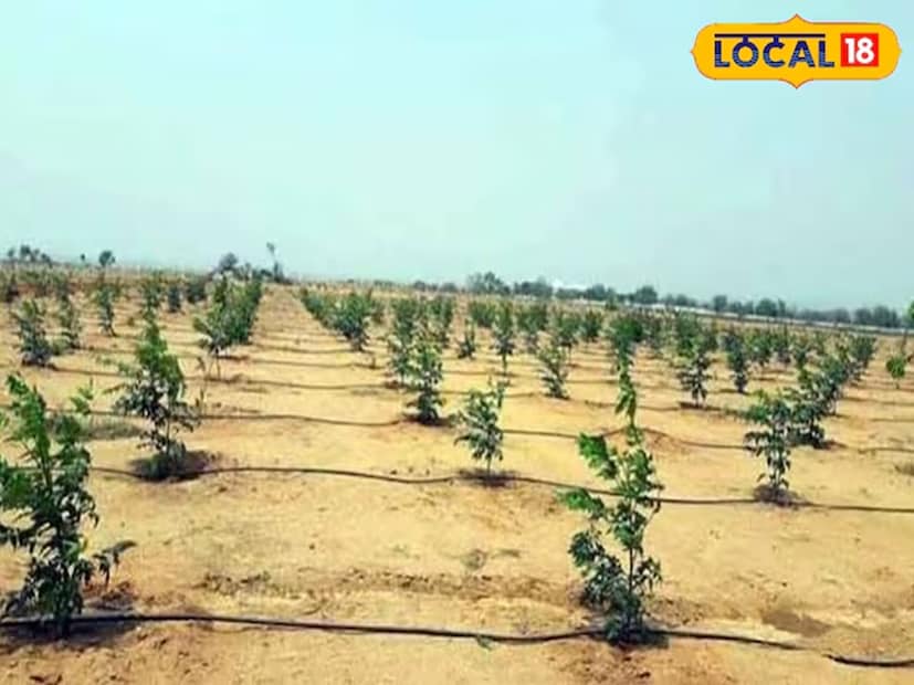 ওই কৃষি বিজ্ঞানী আরও বলেন যে, কৃষকরা জমির ধার ঘেঁষে যদি মালাবার নিম গাছ রোপণ করেন, তাহলে তাঁরা নিজেদের আয় অনেকাংশে বাড়াতে পারবেন। আর রোপণের ৫-৬ বছরের মধ্যে বিক্রির জন্য তা প্রস্তুত হয়ে যায়। যেখানে অন্য জায়গায় অন্যান্য গাছ বেড়ে উঠতে সময় লাগে প্রায় ১০-১৫ বছর। 