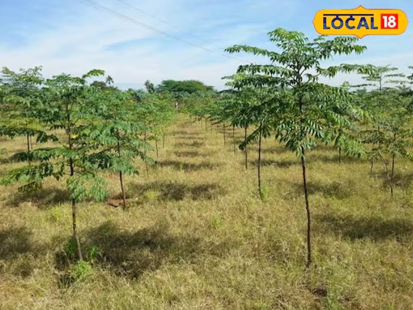 তিনি আরও বলেন যে, মালাবার নিম হল এমন একটি গাছ, যা খুব কম সময়ে দারুণ মুনাফা দিতে পারে। আর ঝাড়খণ্ডের মাটি এবং আবহাওয়া এই গাছ বেড়ে ওঠার জন্য একেবারে আদর্শ। আর গাছের বাড়-বৃদ্ধিও হয় দ্রুত। 