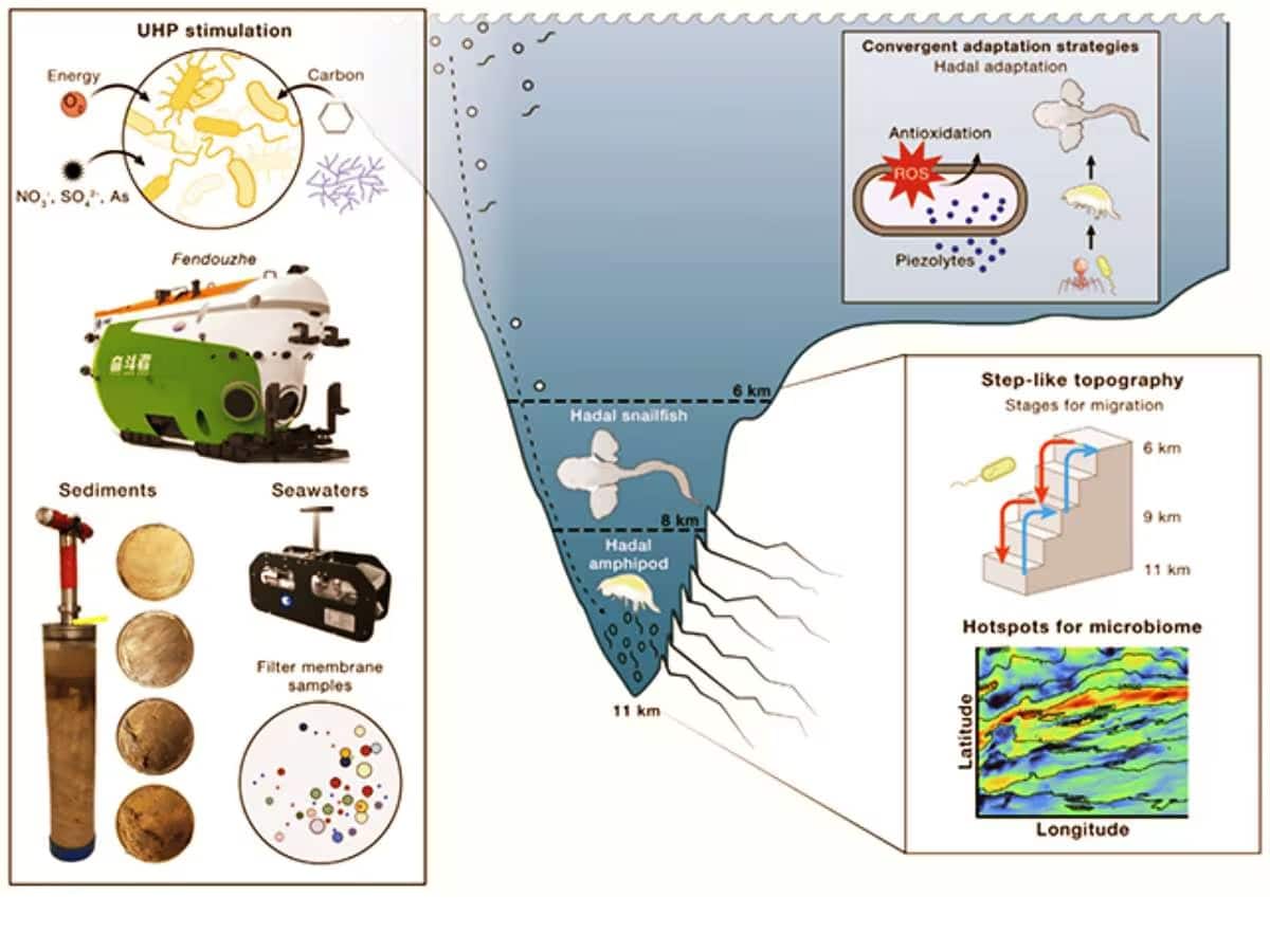 (Image: Xiao et al., Cell, 2025)