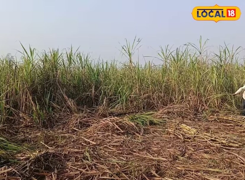 আসলে তিন-থেকে চার দিনের মধ্যে অঙ্কুরোদ্গম শুরু হয়ে যায়। আর ৩৫-৪০ দিনের মধ্যে ধনেপাতার ফসল তোলার জন্য প্রস্তুত থাকে। আর বাজারে বিক্রি করে ভালই দাম মেলে। ধনেপাতার চাহিদা সারা বছরই থাকে। কিন্তু গরমে এর ফলন কম হয় বলে প্রচুর দামে তা বিক্রি হয়। 
