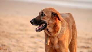 মৃতদেহ খুবলে খাওয়ার অভিযোগ