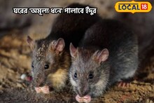 কোনও 'বিষ-টিষ' নয়,ঘরের কয়েকটা জিনিসেই পালাই পালাই করবে ইঁদুর,রান্নাঘরেই রয়েছে অমূল্য ধন