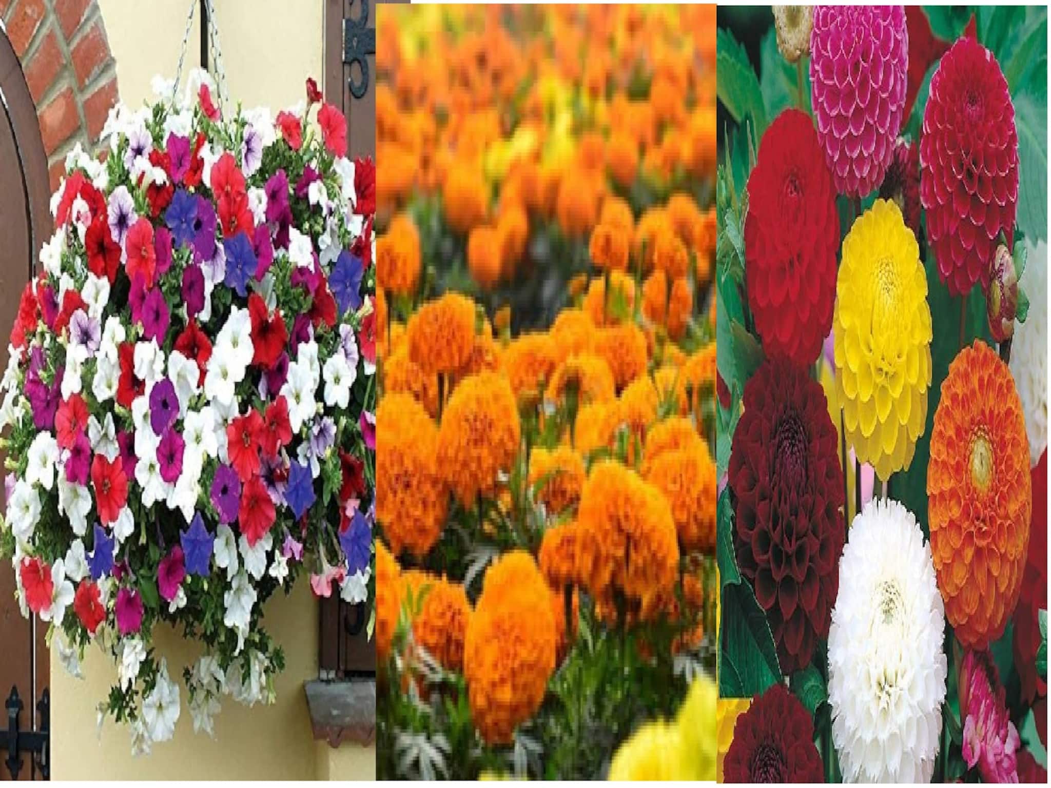 বাগানে থোকা থোকা গাঁদা, পিটুনিয়া, বড় বড় গাঁদা, নিজের পুকুরে ভর্তি মাছ. রাষ্ট্রপতি পুরস্