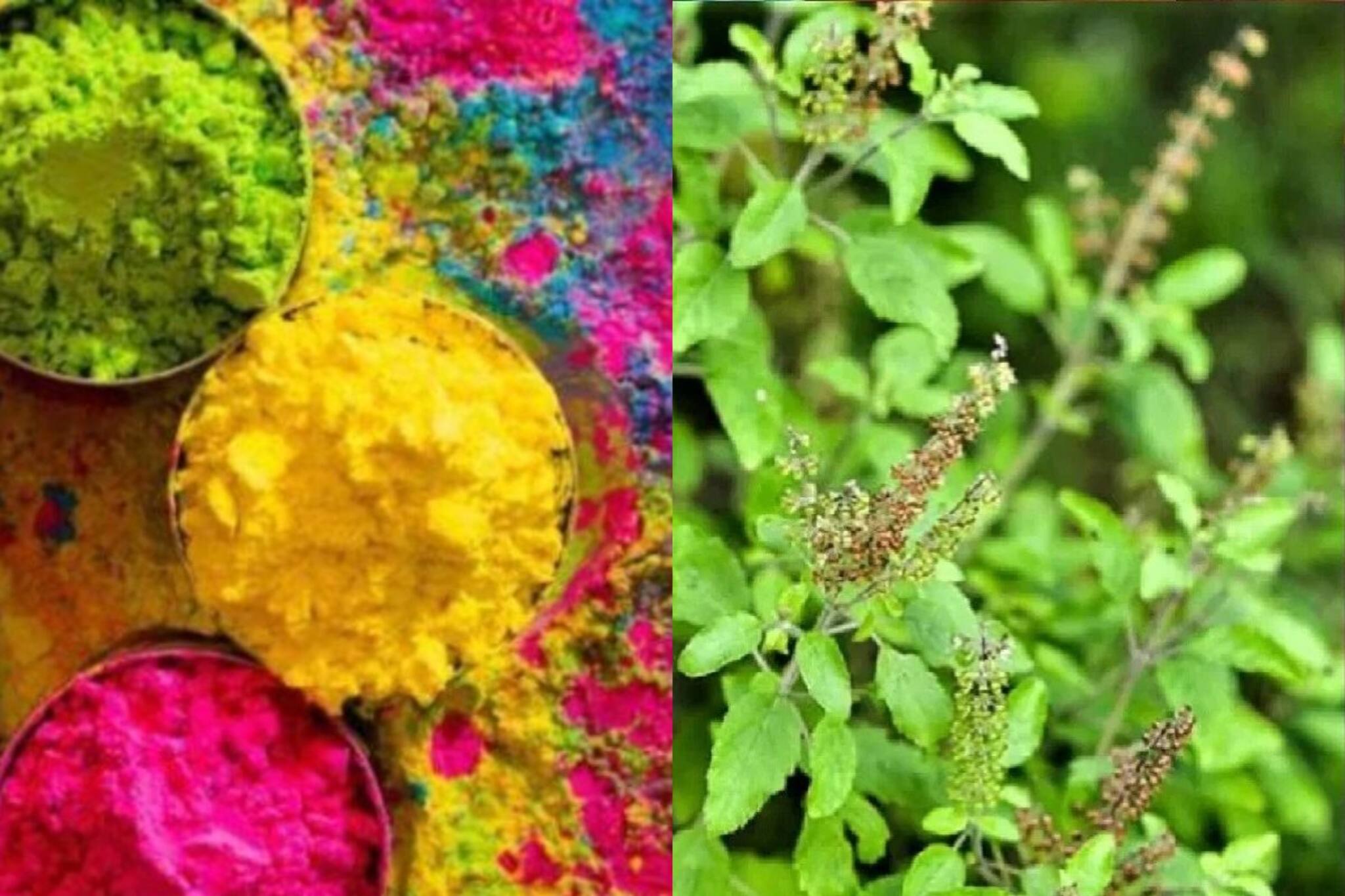 হোলিতেই ঘুরবে ভাগ্য...!শুকনো তুলসীই খুলবে পোড়া কপাল, লাল কাপড়ে বেঁধে রাখুন ঠিক 'এই' খানে