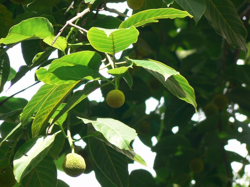 ফল আমরা সকলেই কম-বেশি খাই৷ কিন্তু এমন একটি ফল আছে যা সম্ভবত খুবই কম খাওয়া হয়। কারণ একে ফুল হিসেবেই সকলে চেনে৷ কিন্তু পুষ্টির দিক থেকে এটি অনেক ফলের চেয়ে এগিয়ে ।
