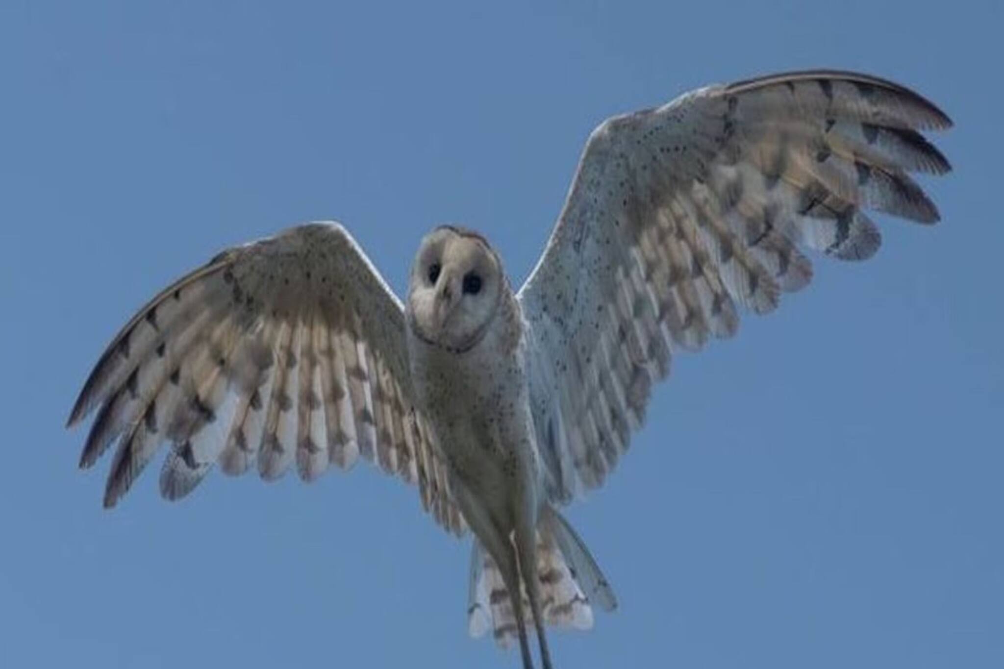 ৪৫ বছর পর পশ্চিমবঙ্গের আকাশে আবার ঘাসপেঁচা! দেখলে চোখ জুড়িয়ে যাবে