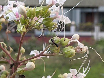 পথে-ঘাটে-জঙ্গলে জন্মায়! 'এই' ফুল সর্বরোগহরা! ম্যাজিকের মতো কমায় 'কৃমি', কী ফুল জানেন?