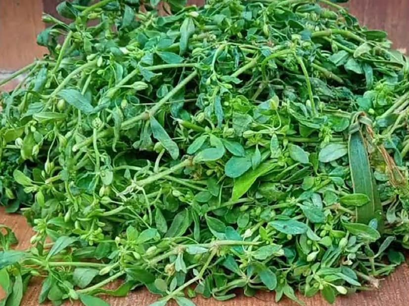 আর আপনি যদি আরও সহজে সবুজ শাক পরিষ্কার করতে চান তাহলে একটি নেট ব্যাগ ব্যবহার করতে পারেন। শাকগুলো কেটে নেটের ব্যাগে রাখুন। একটি বড় প্যান বা বালতি জলে ভরে তাতে নেট ব্যাগটি বারবার ডুবিয়ে নিন। এটি সবুজ শাকসবজিতে উপস্থিত সমস্ত ধুলো, ময়লা এবং পোকামাকড় দূর করবে।