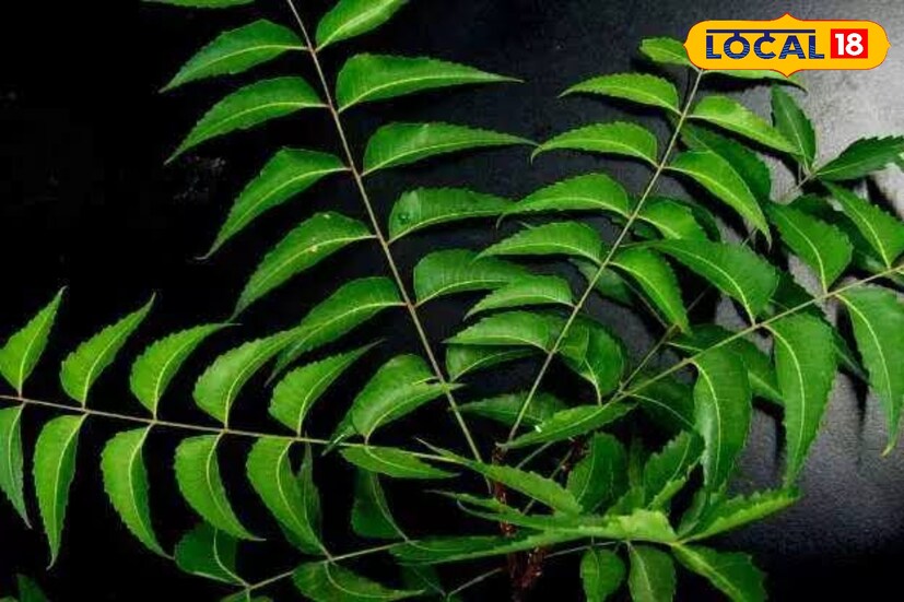 তাই সারাবছর ধরে প্রাকৃতিক উপায়ে নিজেকে সুস্থ রাখতে অবশ্যই ব্যবহার করুন নিম পাতা। হাতে নাতে উপকার মিলবে।
