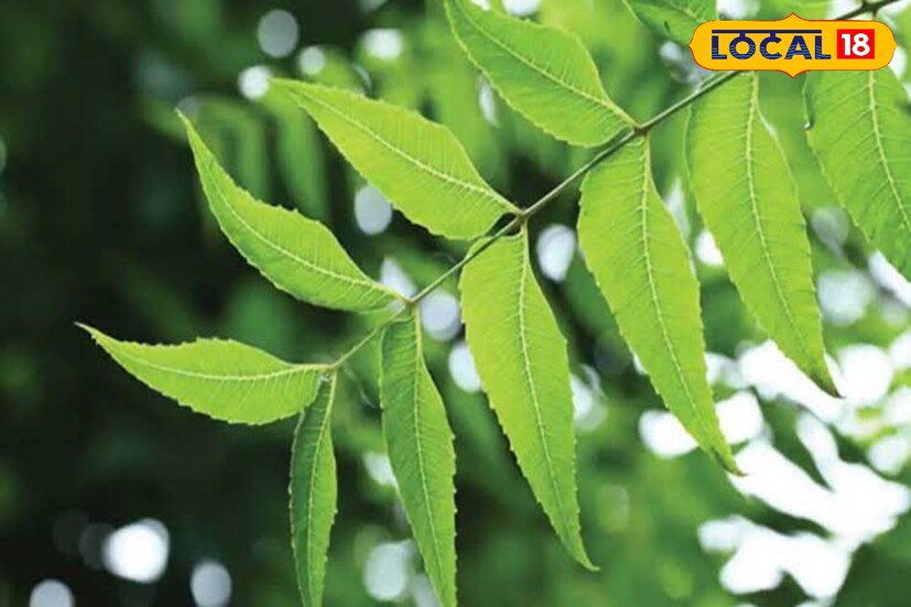 বিশেষজ্ঞরা মনে করেন, নিমপাতা রক্ত থেকে টক্সিন বা দূষিত পদার্থ দূর করে। রক্ত পরিষ্কার থাকলে শরীরে কোনো রোগ সহজে বাসা বাঁধতে পারে না। তাই সপ্তাহে কয়েকদিন ব্যবহার করুন।