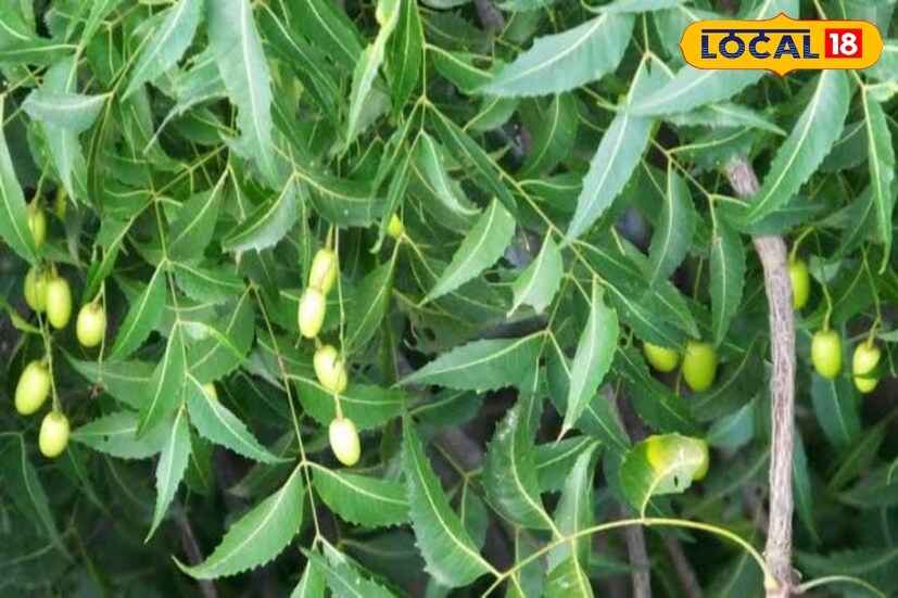 চিকিৎসক যোগেন্দ্রনাথ বেরা বলেন, কাঁচা নিমপাতা রোজ সকালে চিবিয়ে খেলে হজমের সমস্যা থেকে রেহাই পাওয়া যায়। হজমক্ষমতা বাড়িয়ে দেওয়ার পাশাপাশি অ্যাসিডিটি এবং পেটব্যথা কমায়। এছাড়াও শরীরে রোগ প্রতিরোধক্ষমতা বাড়ায়। নিমপাতায় আছে অনেক ধরনের ভিটামিন, খনিজ ও অ্যান্টি–অক্সিডেন্ট। 