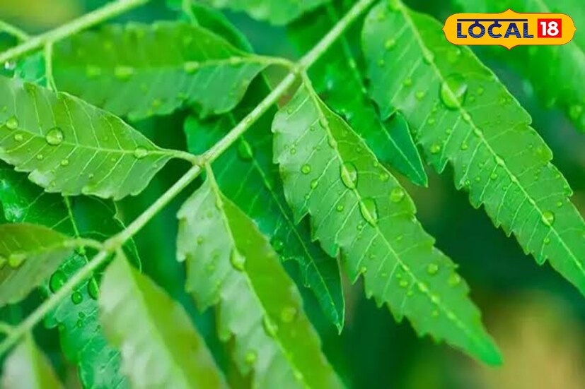 সারাবছর ধরে মিলবে নিমপাতার উপকারিতা। নিমপাতার উপকারিতা সবচেয়ে বেশি পাবেন সকালে খালি পেটে ২–৩টি খেলে। নিমপাতা তেতো, ফলে খেতে চান না অনেকেই। কাঁচা নিমপাতা খেতে না পারলে পেস্ট করে রোদে শুকিয়ে নিন। সকালে ট্যাবলেটের মত খেতে পারবেন।