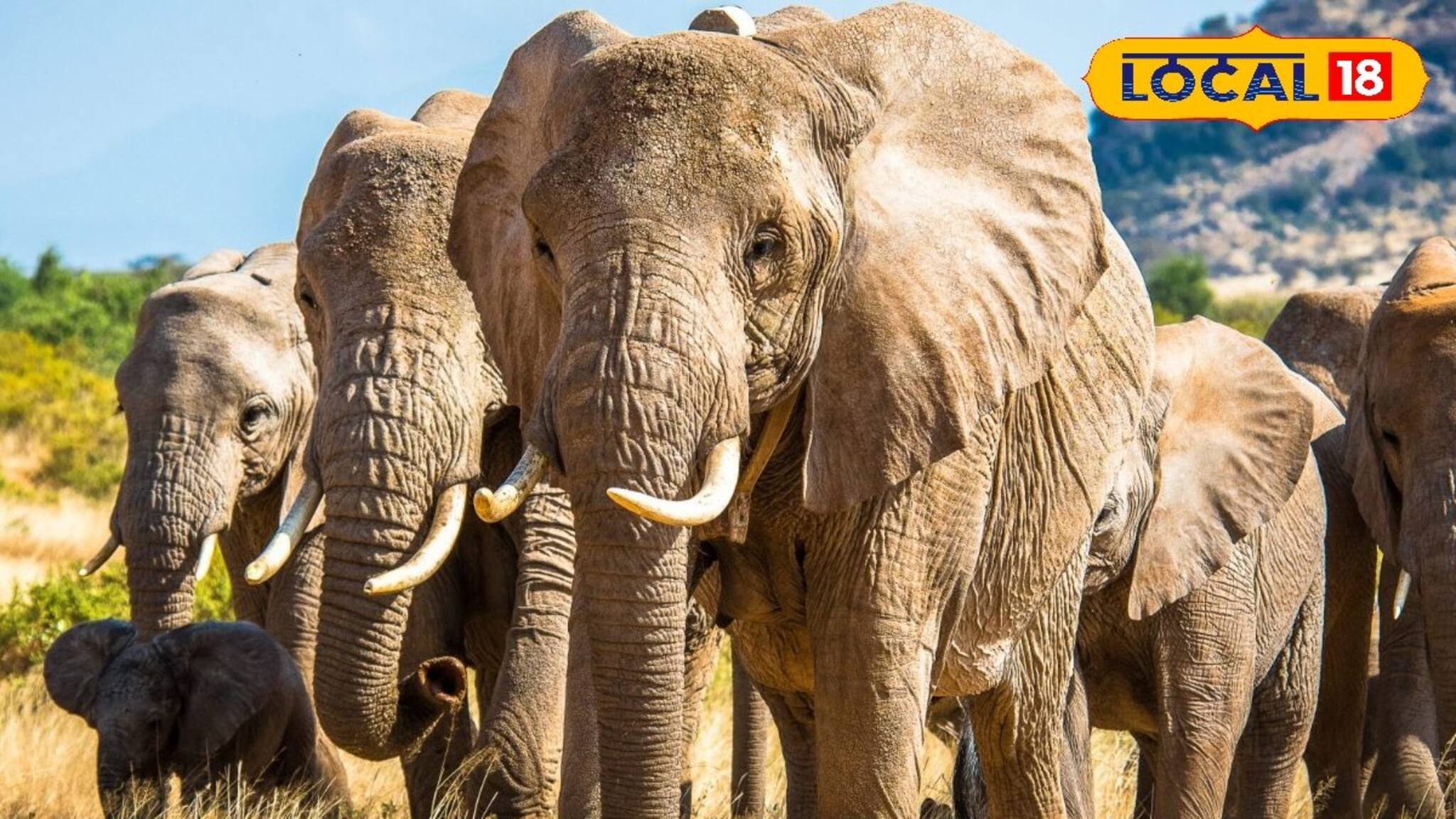 চার দেওয়ালের মধ্যে আস্ত জঙ্গল! চোখের সামনে ঘুরবে বাঘ, হাতি, গন্ডার! কোথায় জানেন?