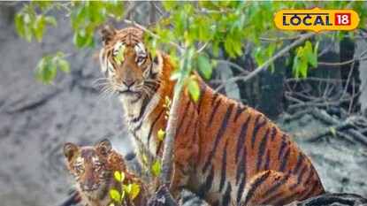 রয়েল বেঙ্গল টাইগার