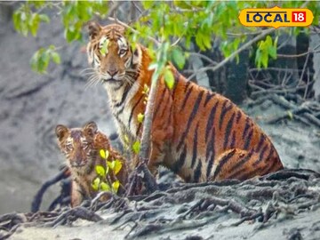 রয়েল বেঙ্গল টাইগার রয়েল বেঙ্গল টাইগার