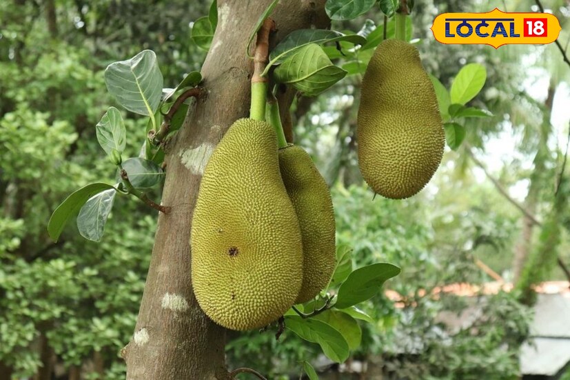 *শুধু তাই নয়, আপনার যদি দাঁত ব্যথা থাকে তাহলে আপনি অবশ্যই আপনার খাদ্য তালিকায় এটি যোগ করতে পারেন। অন্তত এক মাস টানা এই সবজি খেলে নিমেষে সমাধান পাবেন। মুখে ব্রণর দাগ নিয়ন্ত্রণ করতে নুন দিয়ে এঁচোড় সেদ্ধ করে খেতে পারেন।
