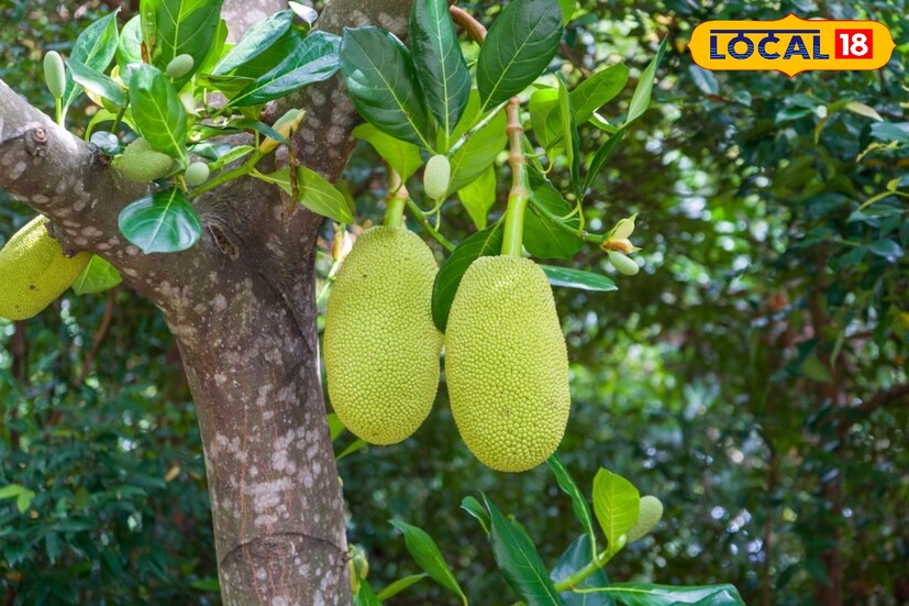 *এটি ক্যানসারের ঝুঁকি অনেক কমায়, বিশেষত কোলন ক্যানসার থেকে রেহাই পেতে সাহায্য করে। আবার অনেক সময় খাবার হজম হতে সময় লাগে অনেকের। তবে এই সবজিতে ফাইবার থাকার কারণে, হজম ক্ষমতা বৃদ্ধি করতে এঁচোড় খুবই উপযোগী।