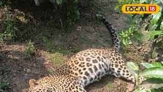 চিতা বাঘের দেহ উদ্ধার