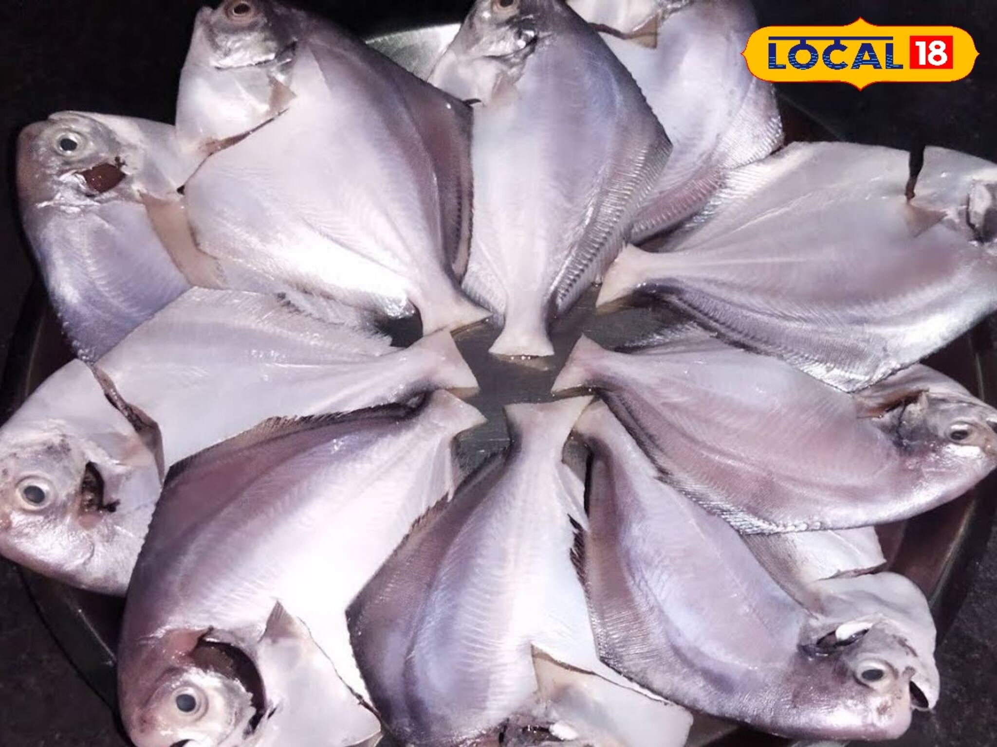 পমফ্রেট দেখে জিভে জল! শরীরে কী প্রভাব ফেলে, আরেকবার খাওয়ার আগে জানুন