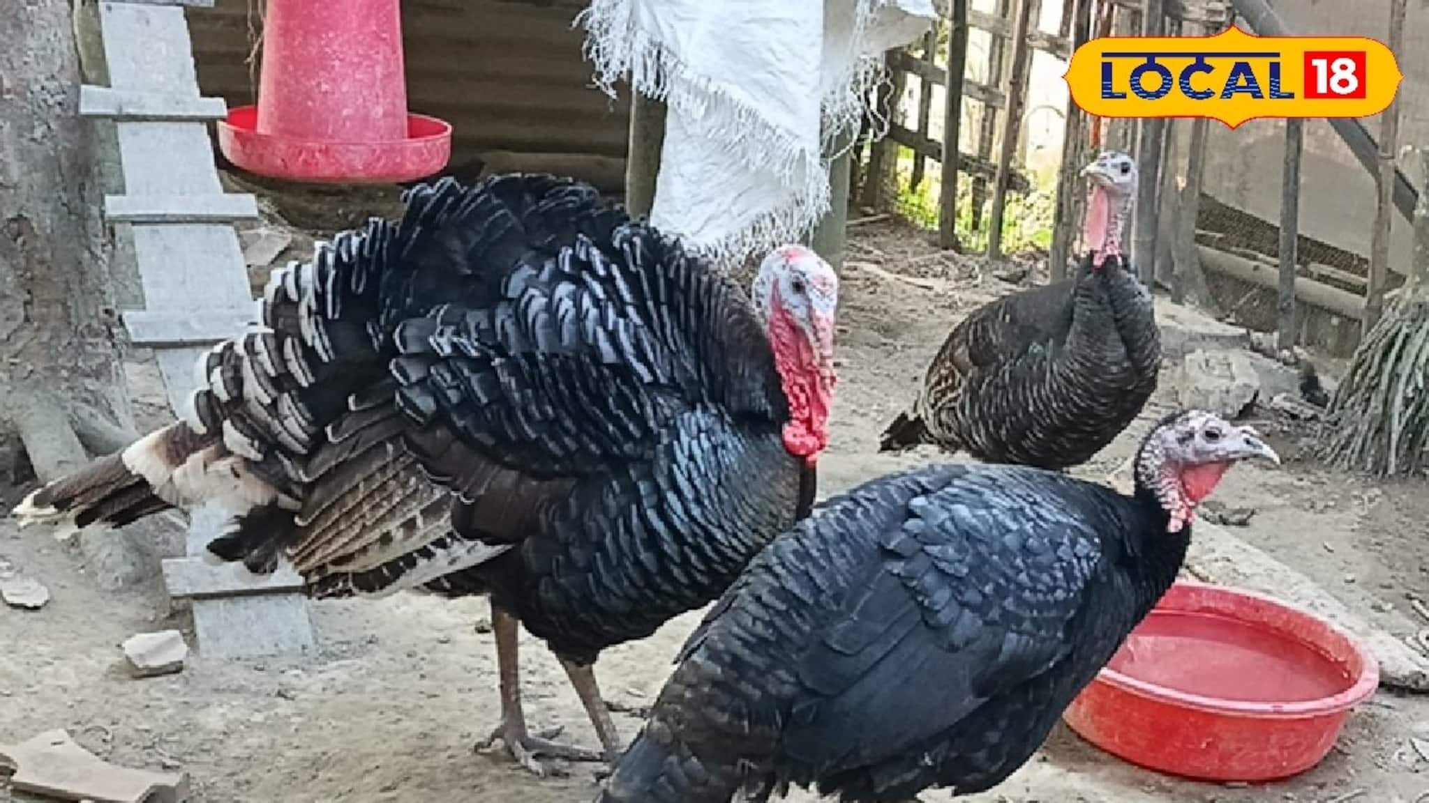 বাড়ছে এই বিদেশি পাখির প্রতিপালন! মুনাফা কুড়াচ্ছেন কৃষকেরা