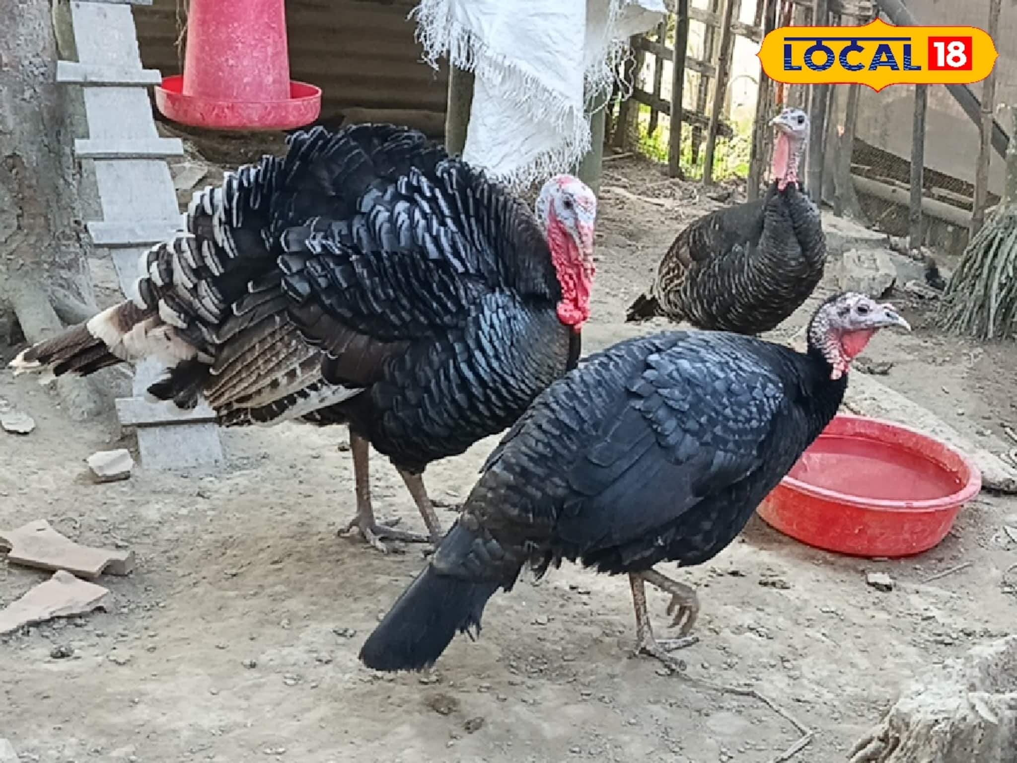 বাড়ছে এই বিদেশি পাখির প্রতিপালন! মুনাফা কুড়াচ্ছেন কৃষকেরা