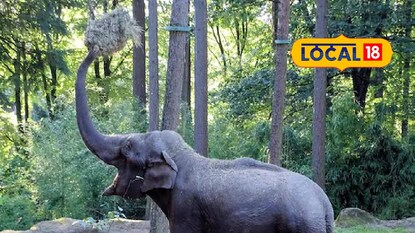 হাতির ভাঙচুর হাতির ভাঙচুর