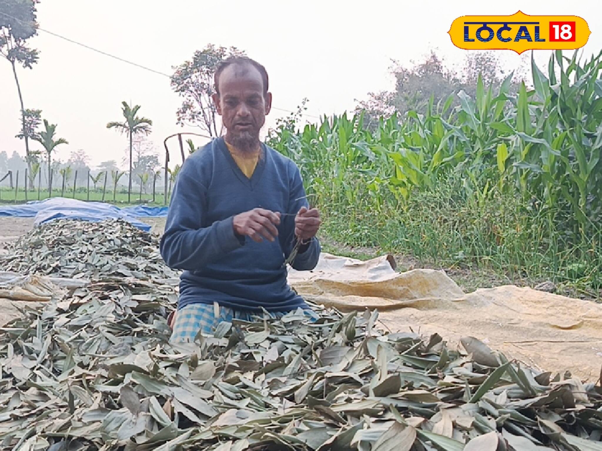 শুকনো পাতা বিক্রি করেই হচ্ছে বিপুল আয়! এই ব্যবসার রহস্য জানলে অবাক হবেন নিশ্চিত
