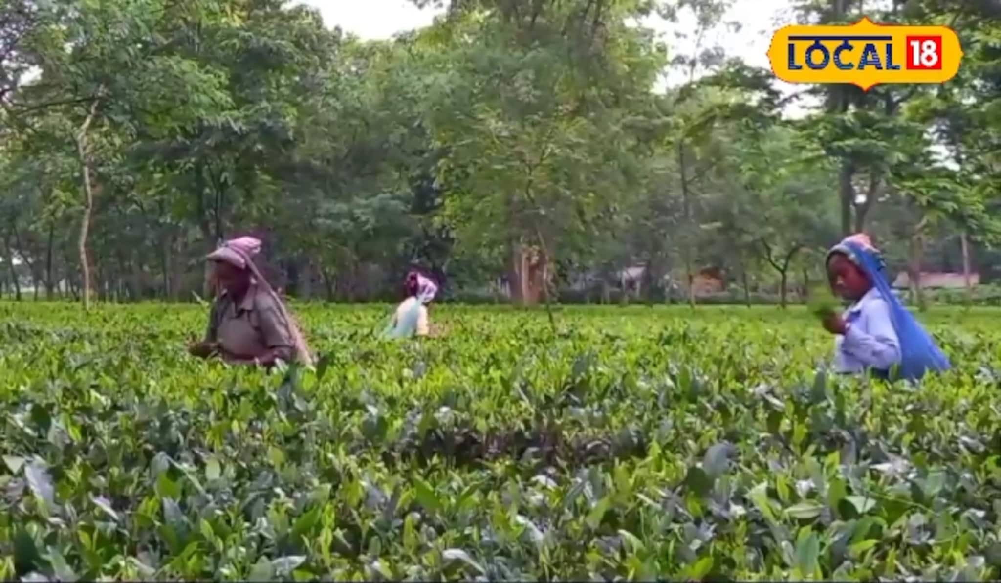 New Business Idea: চা বাগানে ফলের গাছ! বাড়িতে আয়ের সঙ্গে বাঁচবে পাতাও