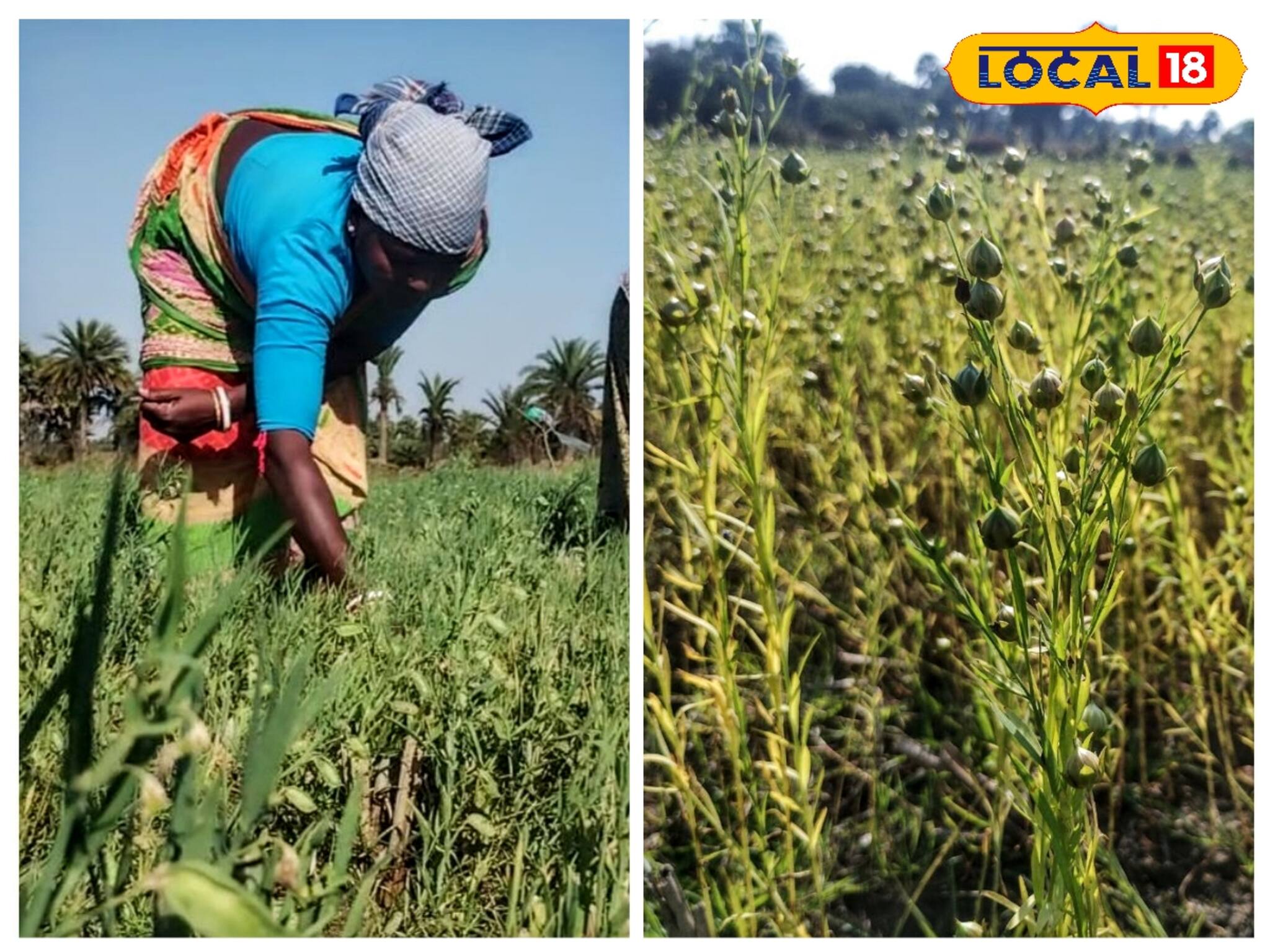 দরকার নেই জমি চষার, লাগবে না সারও! নামমাত্র পরিশ্রমে এই পদ্ধতিতে জমিতে ফলবে 'সোনা'