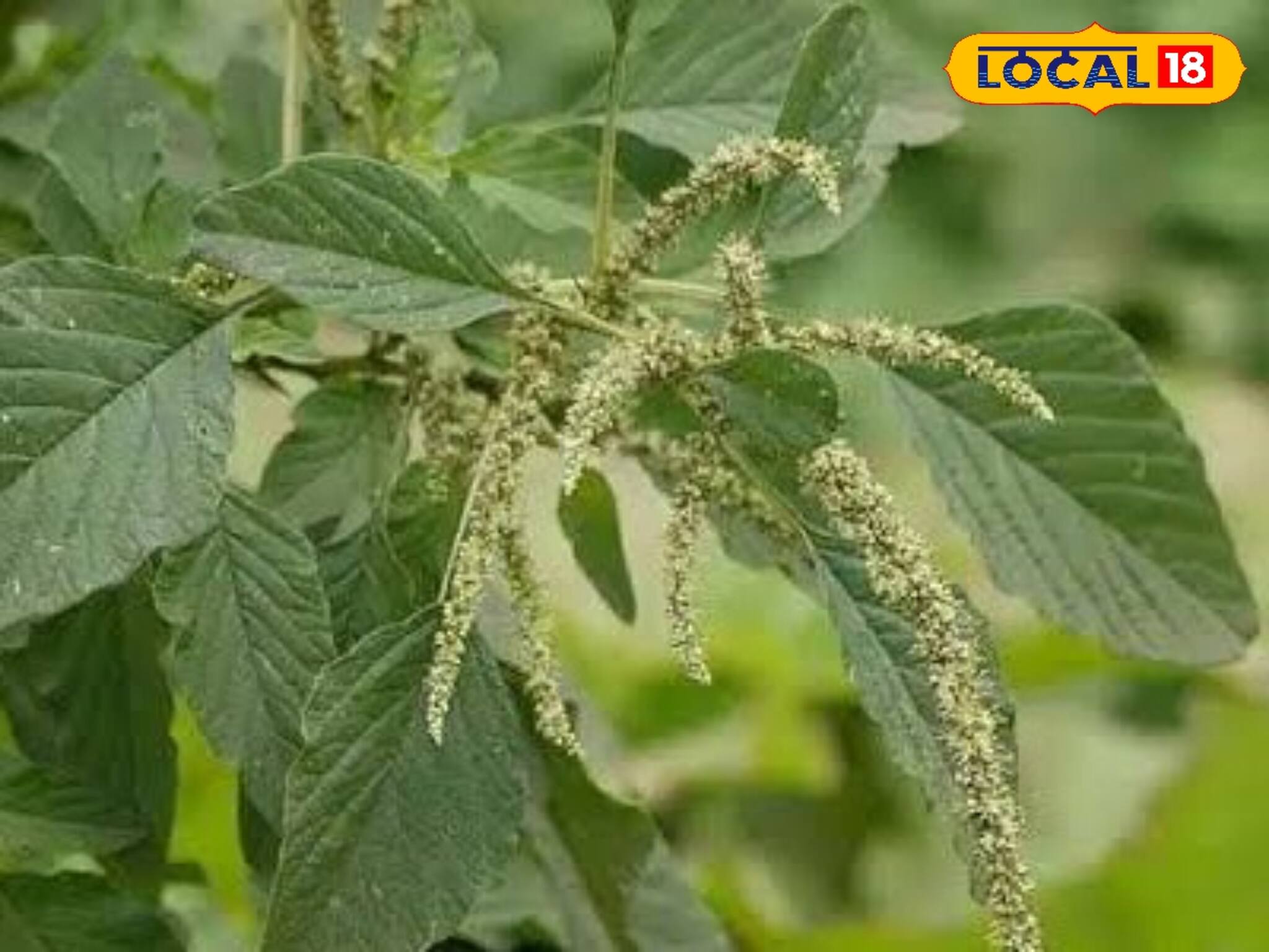 এক তিরে দুই শিকার! সস্তার এই শাকেই সুগার-কোলেস্টেরল উপড়ে ফেলবে! বাড়বে ত্বকের জেল্লা