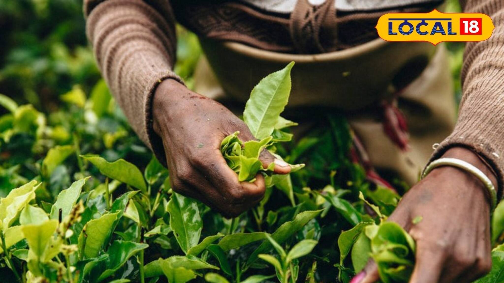 Darjeeling Tea: সোনার চেয়েও দামি 'এই' চা পাতা! দার্জিলিংয়ের সব থেকে প্রিমিয়াম চা কোনটি জানেন?