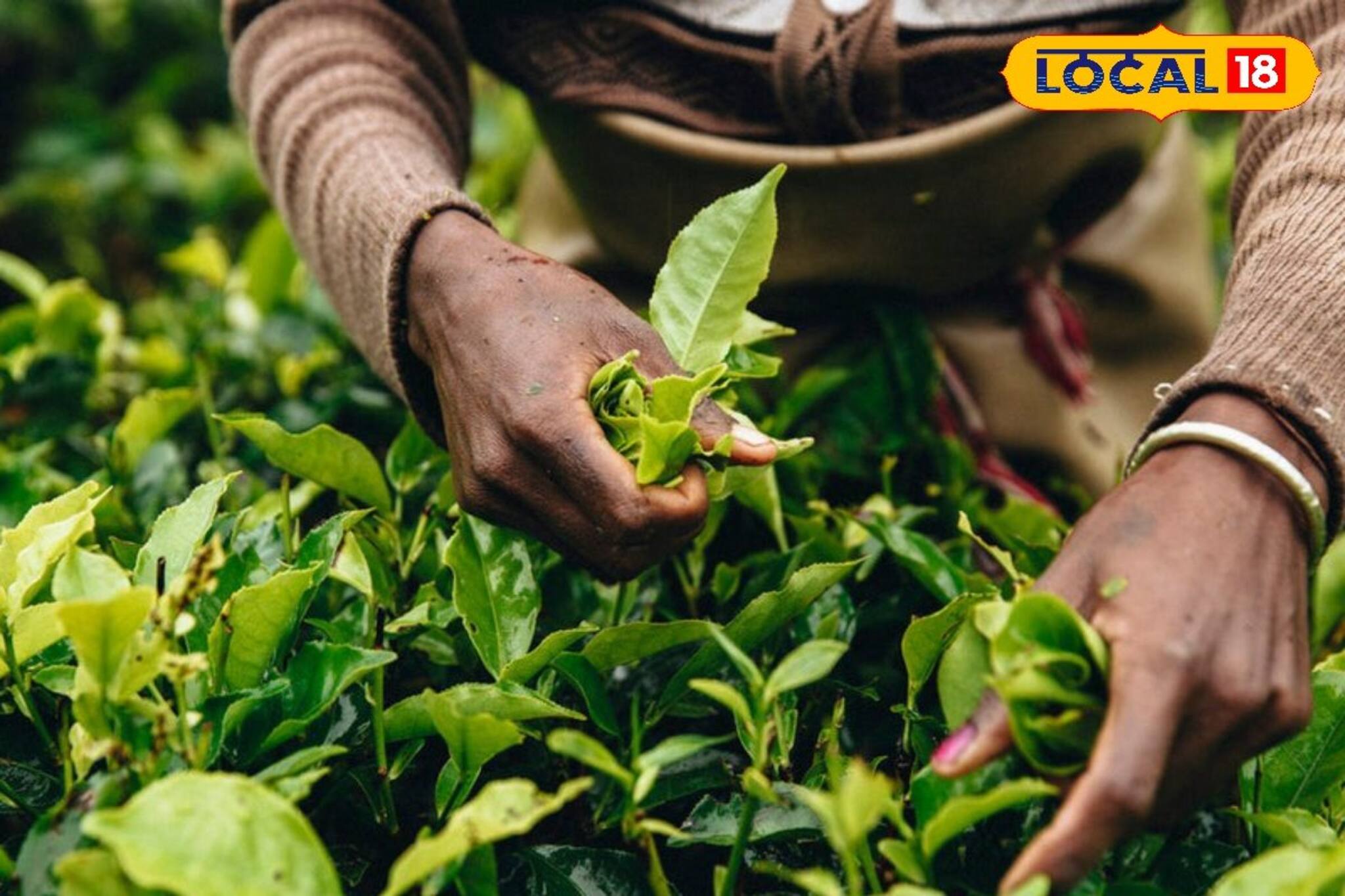 সোনার চেয়েও দামি 'এই' চা পাতা! দার্জিলিংয়ের সব থেকে প্রিমিয়াম চা কোনটি জানেন?