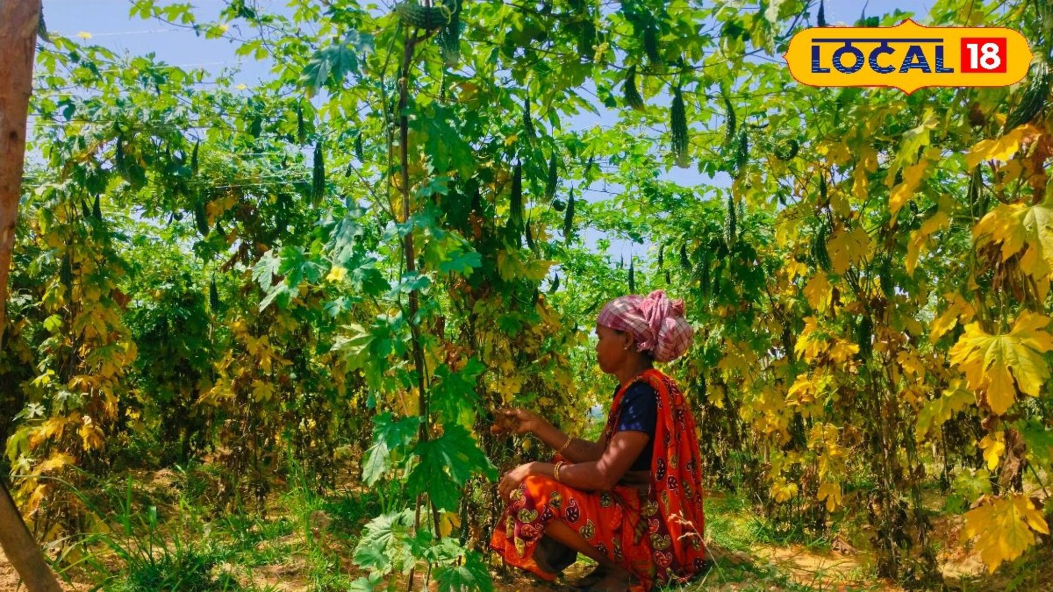 Jangalmahal: দেশের বাজার মাতাচ্ছে জঙ্গলমহলের করলা! ভিন রাজ‍্যে রপ্তানি করেই বিরাট লাভ চাষীদের