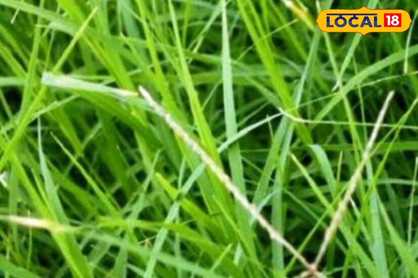  দূর্বার রস নারকেল তেলের সঙ্গে ব্যবহার করলে চুল ভাল থাকে। দূর্বা চুল পড়া রোধ করে।