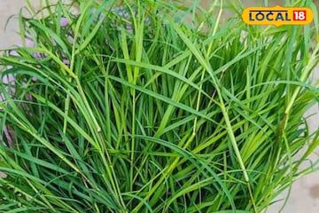 এই ঘাষ একাই একশো, রোধ করে পেটের সমস্যা থেকে চুল পড়া এই ঘাষ একাই একশো, রোধ করে পেটের সমস্যা থেকে চুল পড়া